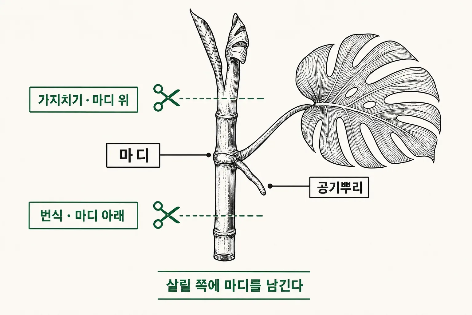 몬스테라 줄기의 마디·공기뿌리·잎자루와 두 가지 자르는 위치를 표시한 해부도. 마디 위를 자르면 가지치기(마디가 어미에 남음), 마디 아래를 자르면 번식(마디가 잘린 가지에 남음)이 된다는 것을 대조해 보여준다.