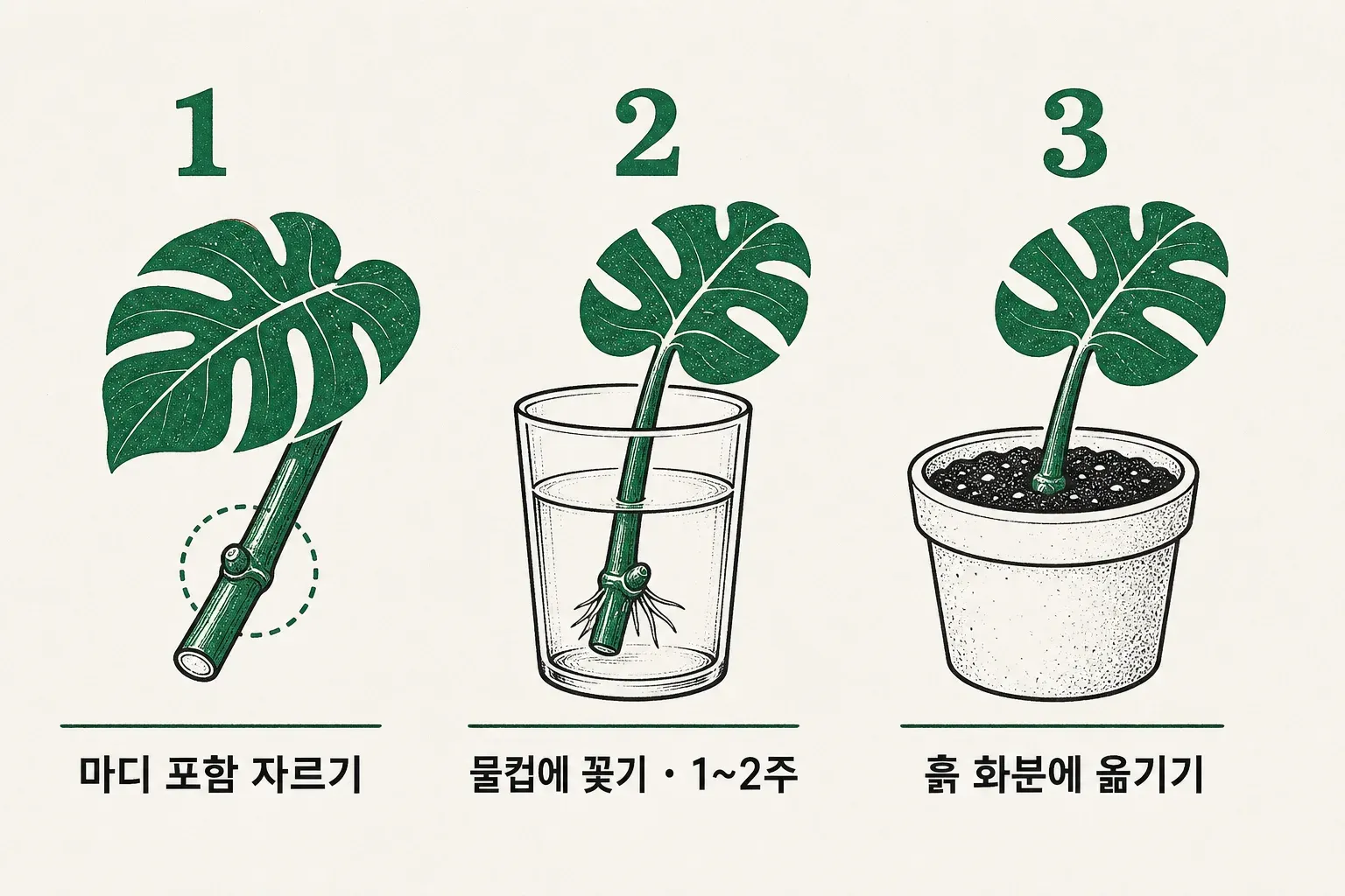 몬스테라 물꽂이 번식 3단계 — 마디가 포함되게 자르기, 물컵에 담가 1~2주 발근, 뿌리가 자라면 흙 화분에 옮겨 심기를 정리한 도식.