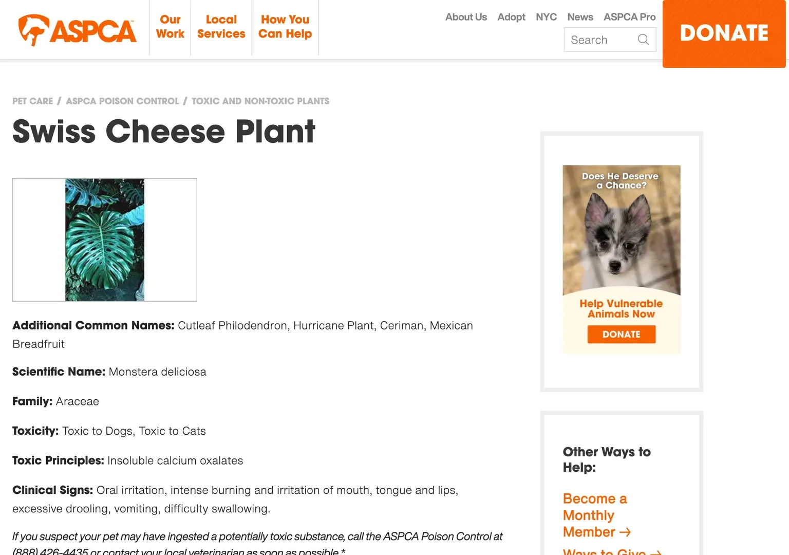 미국동물학대방지협회(ASPCA)의 몬스테라(Swiss Cheese Plant) 독성 정보 화면. 학명 Monstera deliciosa, 개·고양이에 독성, 독성 성분은 불용성 옥살산칼슘, 임상 증상으로 입 작열감·침 흘림·구토·삼킴 곤란이 표시돼 있다.
