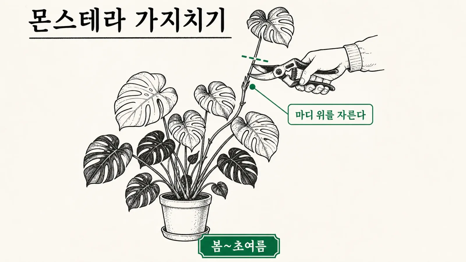 몬스테라 가지치기 시기와 방법 — 마디 위를 자르고 물꽂이 번식까지 — 대표 이미지