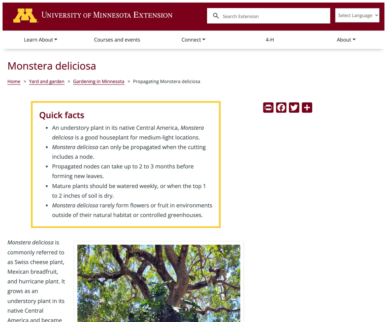 미네소타대 확장(University of Minnesota Extension)의 몬스테라 번식 자료 화면. 삽수에 마디가 포함돼야 번식되고, 새 잎까지 2~3개월 걸린다는 핵심 사실과 실제 몬스테라 사진이 실려 있다.